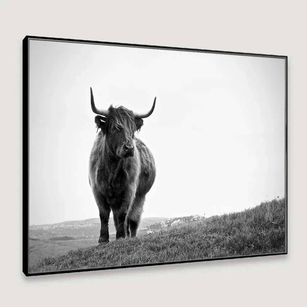 Highland Cow Photography Framed Wall Art - All India Decor